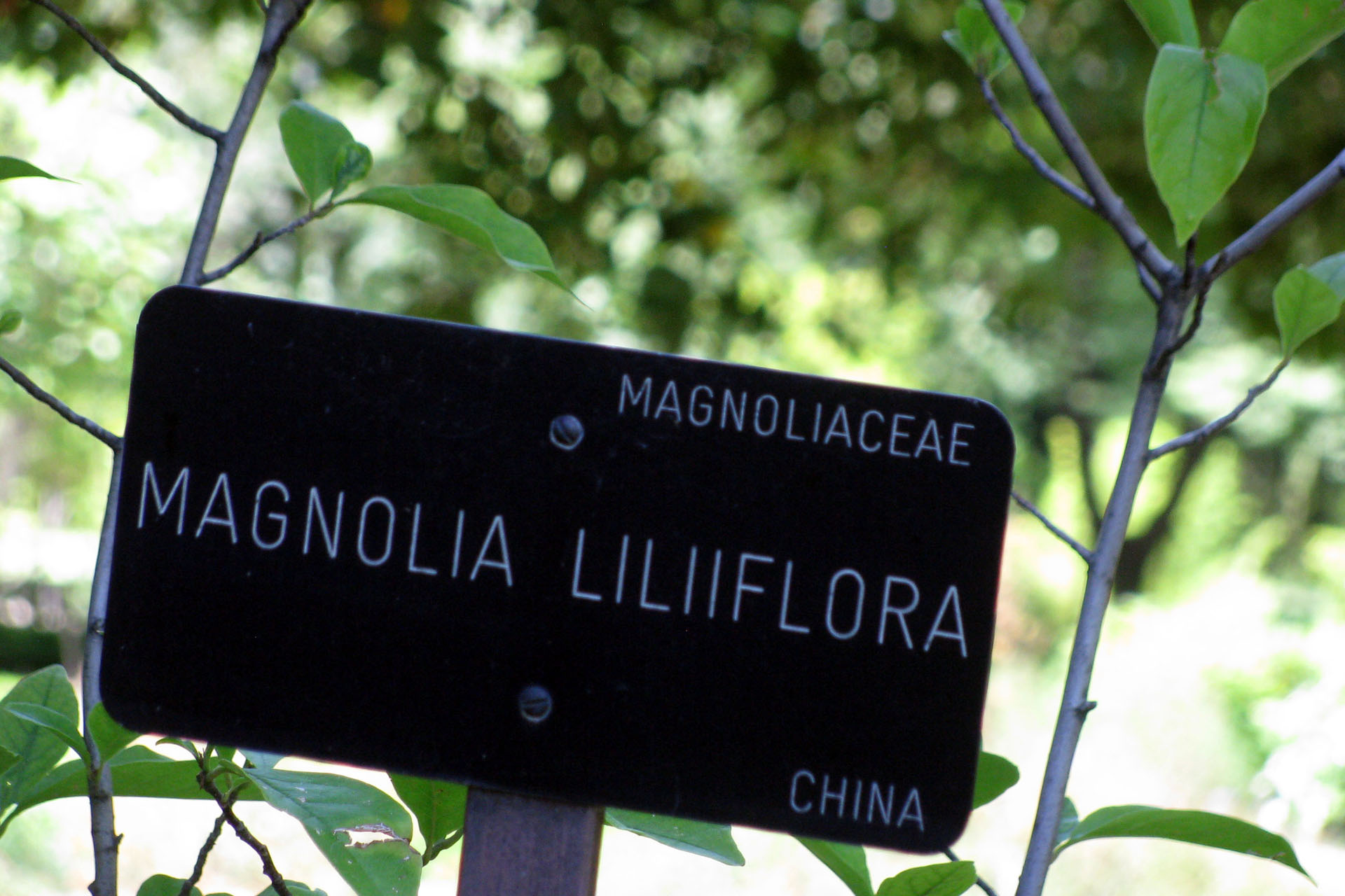 El Jardín Botánico, la joya natural del centro de Madrid 4 Real Jardín Botánico de Madrid
