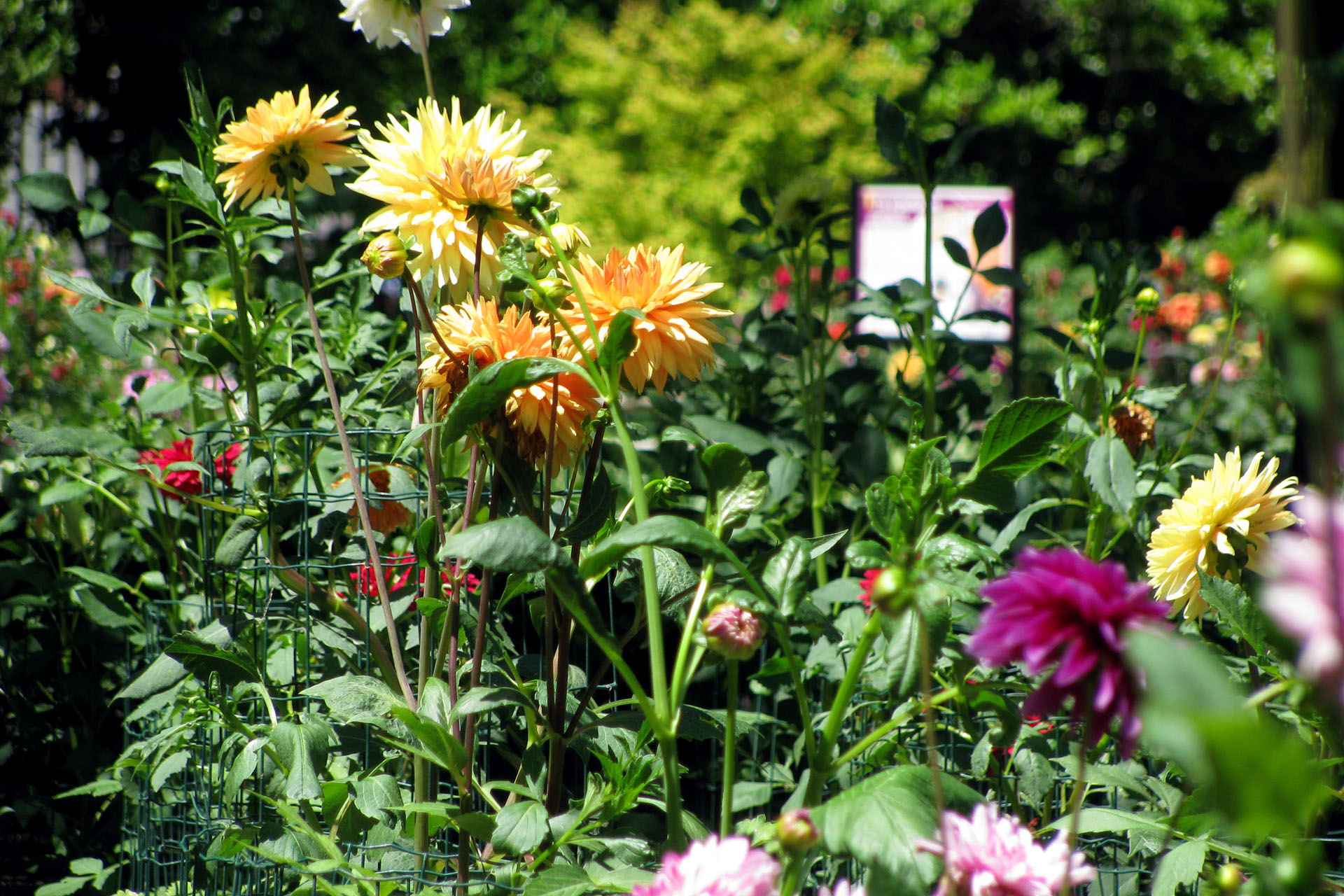 El Jardín Botánico, la joya natural del centro de Madrid 2 Real Jardín Botánico de Madrid