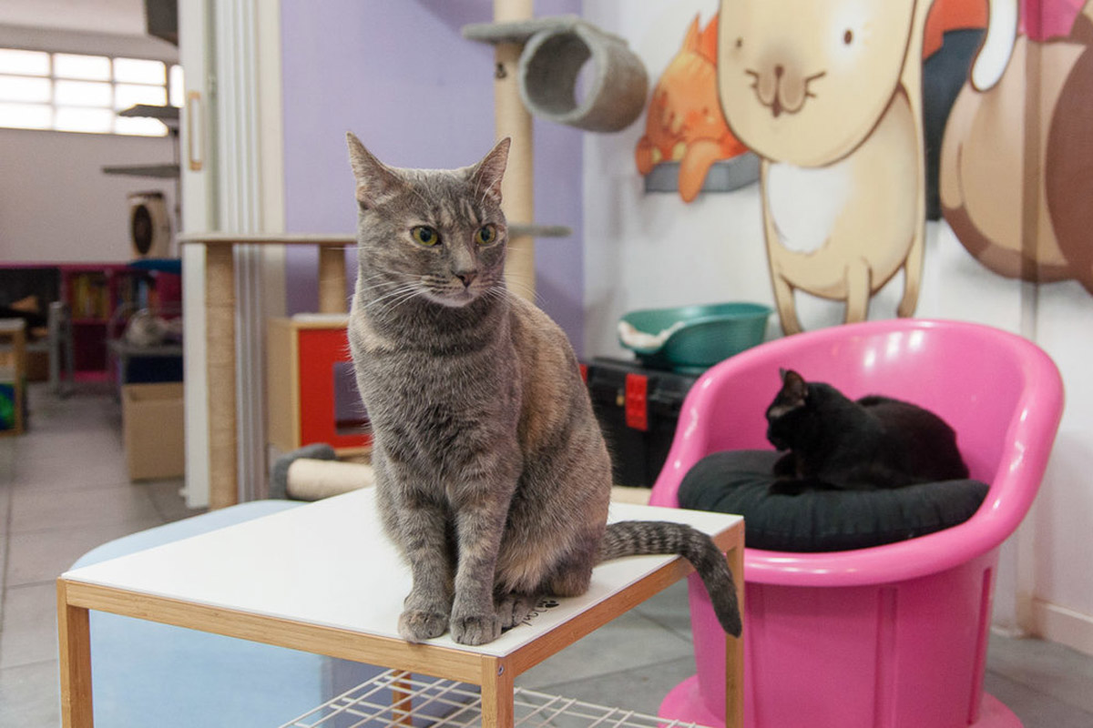 La Gatoteca, el cat café de Lavapiés 1 La Gatoteca