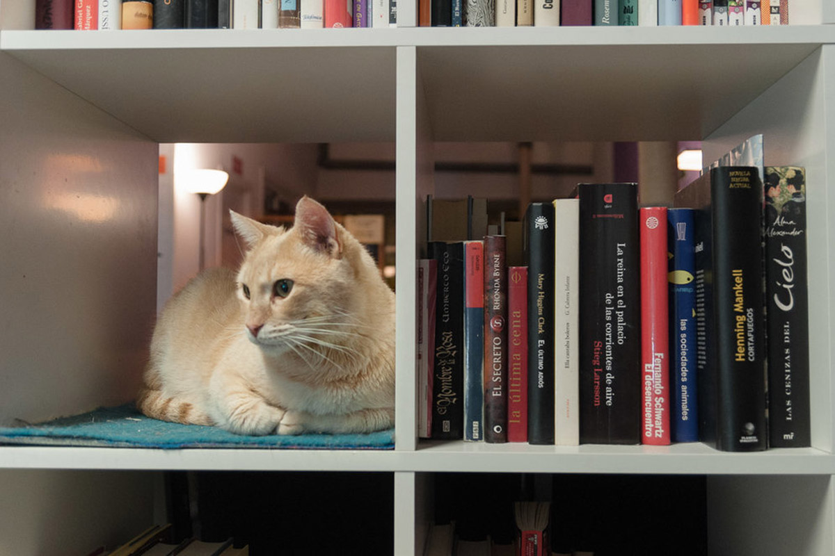 La Gatoteca, el cat café de Lavapiés 3 La Gatoteca