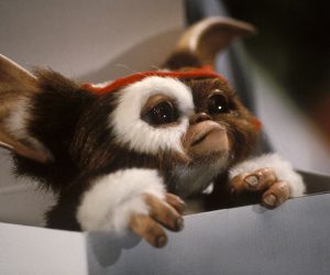 Gizmo gremlins 33863127 1200 794