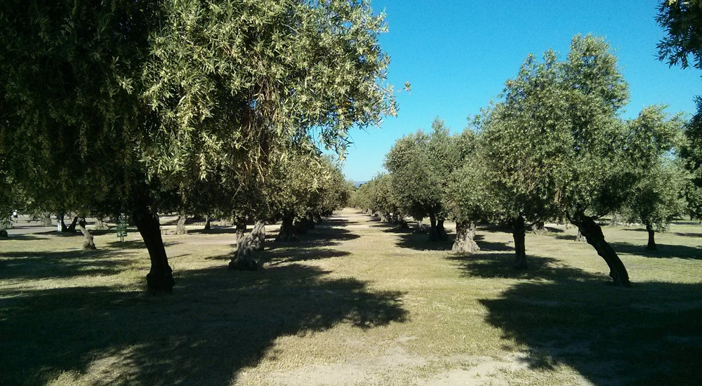 El Parque Juan Carlos I y sus rincones para disfrutar 3 Parque Juan Carlos I