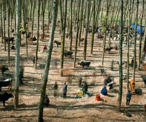 The Bull Market por Cai Sheng Xiang