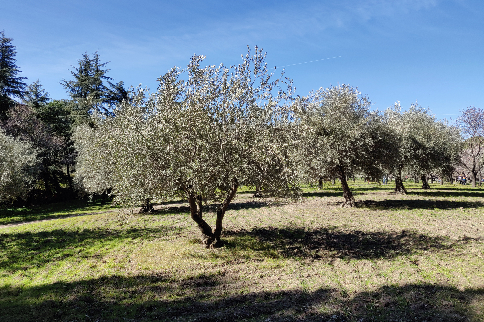 La Quinta de los Molinos 8 Quinta de los Molinos