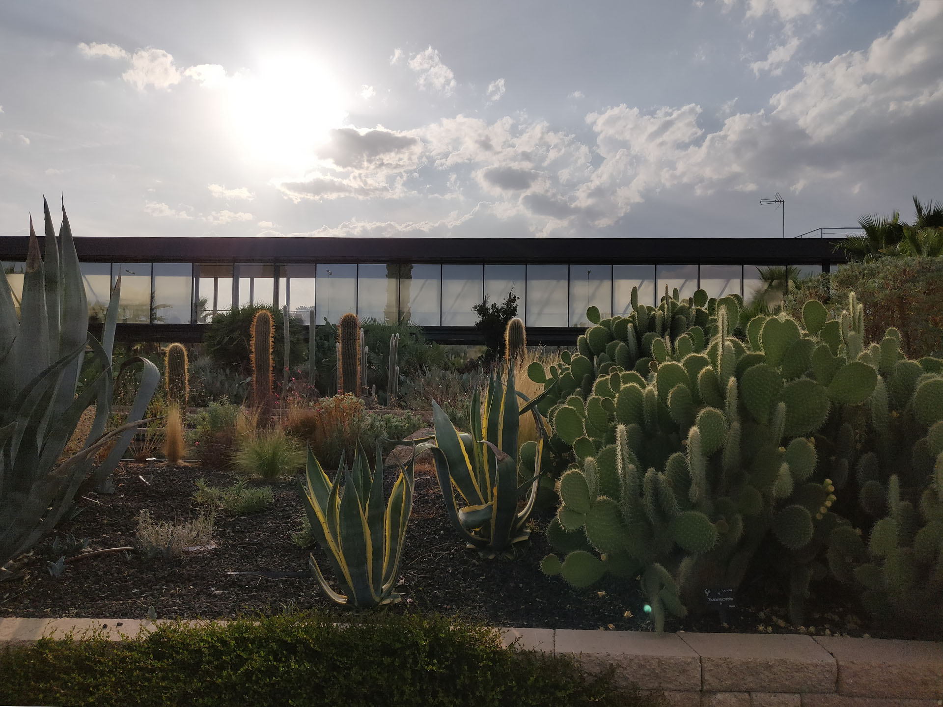 Desert City es un oasis de cactus en Madrid 1 Desert City