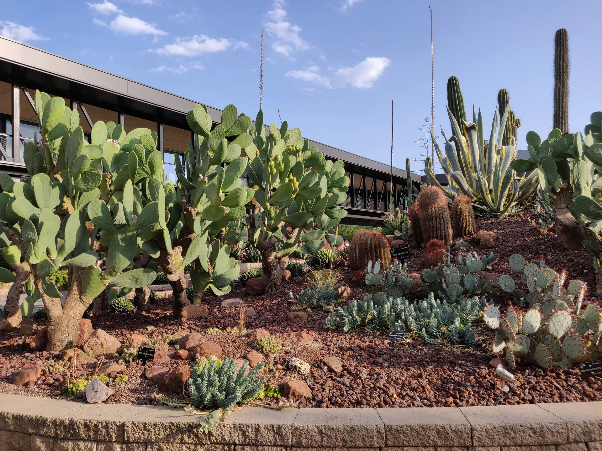 Desert City es un oasis de cactus en Madrid 2 Desert City