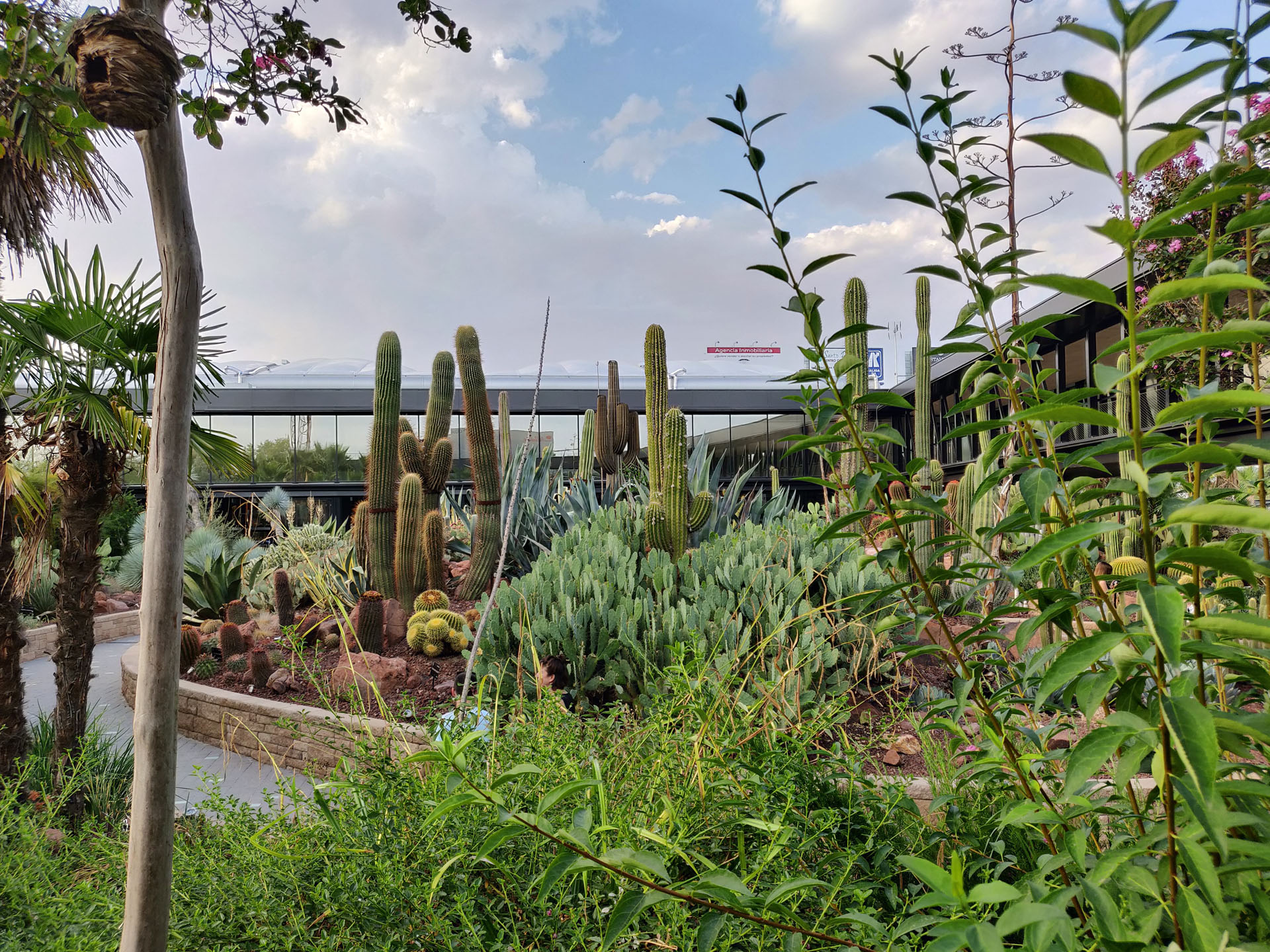 Desert City es un oasis de cactus en Madrid 4 Desert City 22