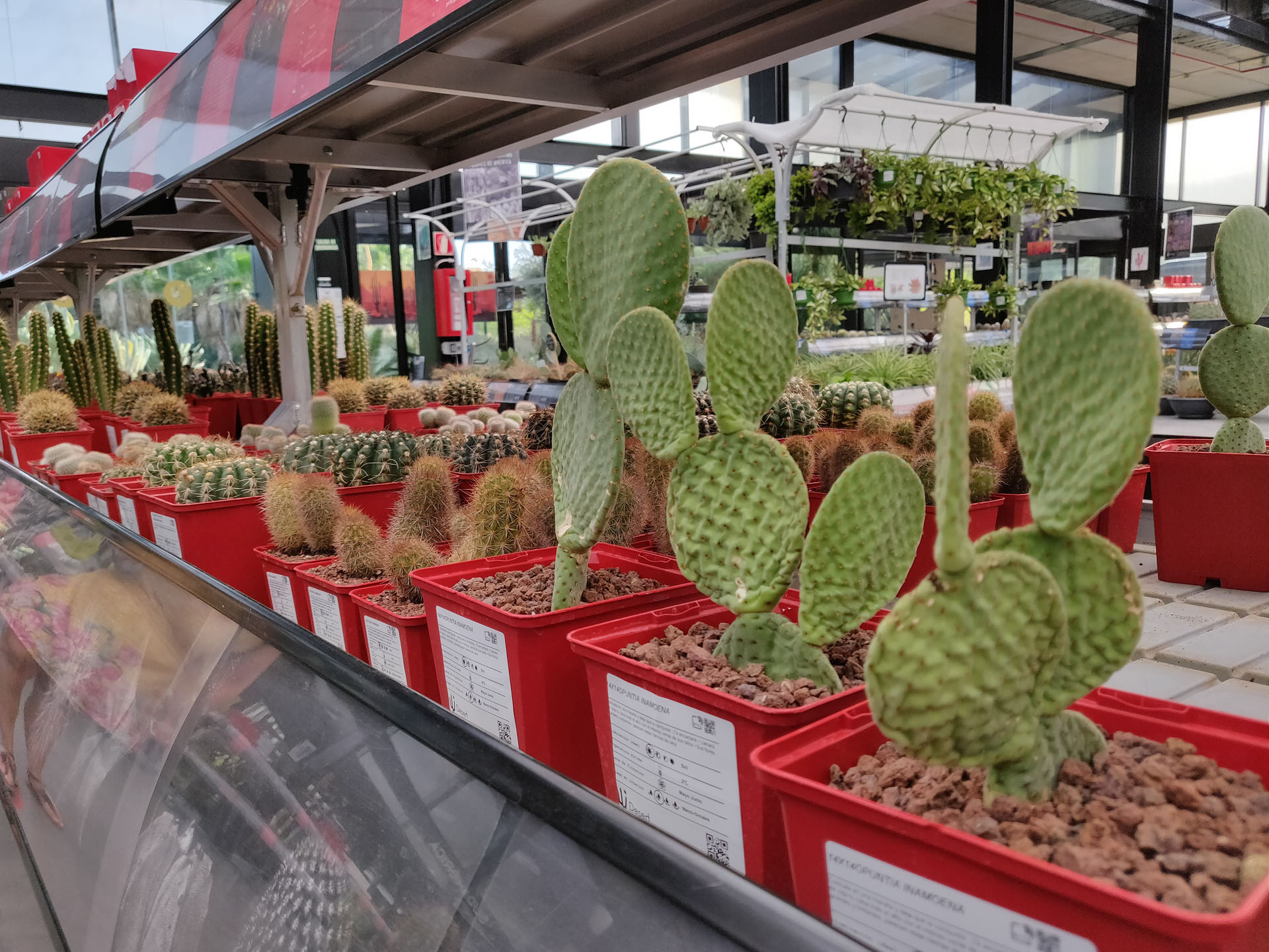 Desert City es un oasis de cactus en Madrid 6 Desert City 6