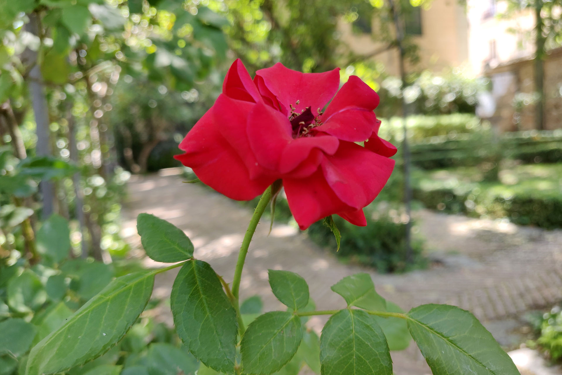 El Jardín del Príncipe de Anglona 6 El Jardín del Príncipe de Anglona