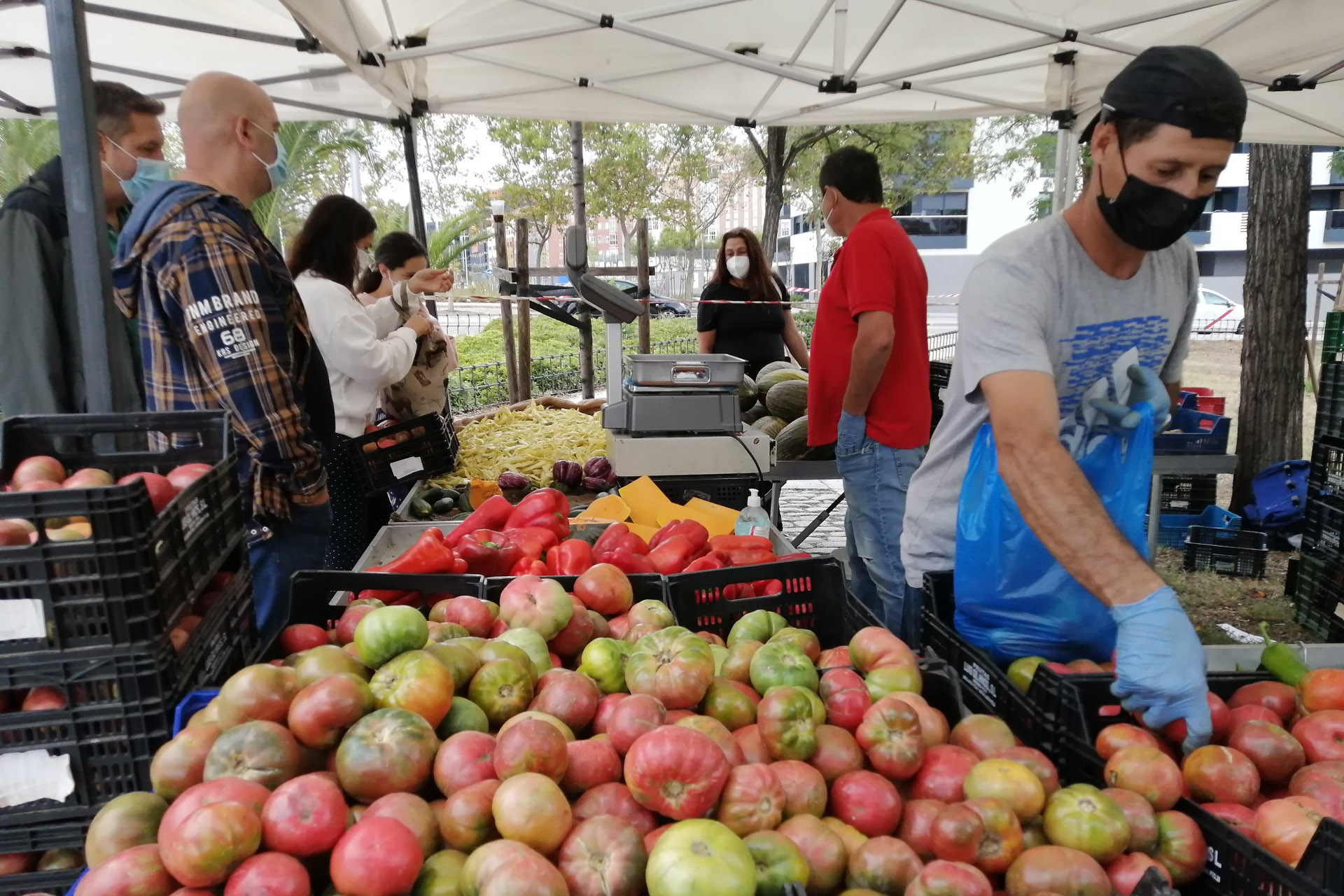 Mercado de Productores Planetario, lo mejor de la tierra directo a tu despensa 1 Mercado de Productores Planetario