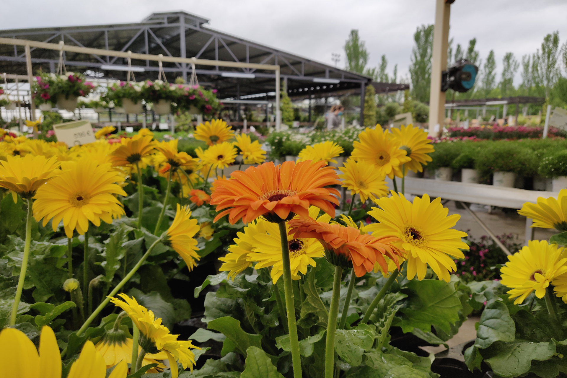 Fronda, el vivero para disfrutar de tu pasión por las plantas 1 Fronda