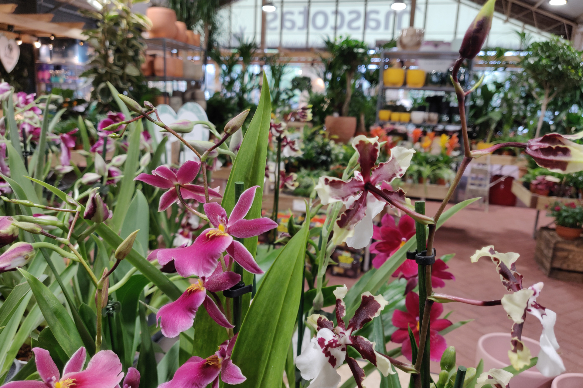 Fronda, el vivero para disfrutar de tu pasión por las plantas 4 Fronda
