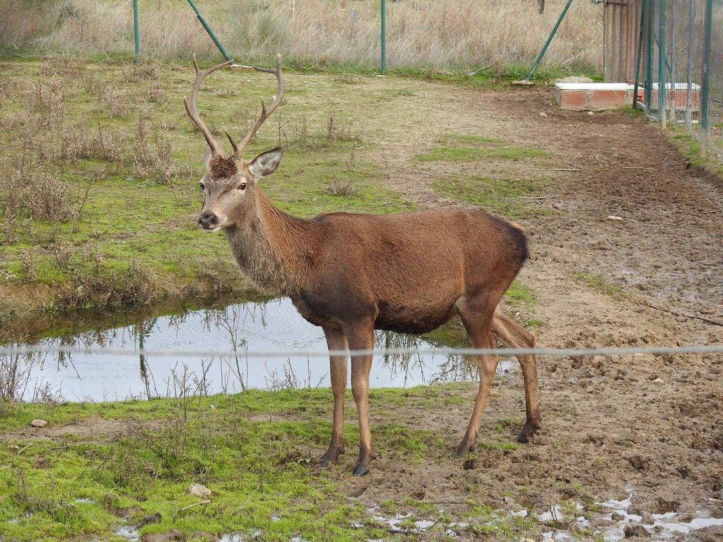 Kuna Ibérica, el centro que cuida de la fauna ibérica y exótica es un plan de ocio perfecto para los peques 2 Kuna Ibérica
