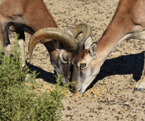 Kuna Ibérica, el centro que cuida de la fauna ibérica y exótica es un plan de ocio perfecto para los peques
