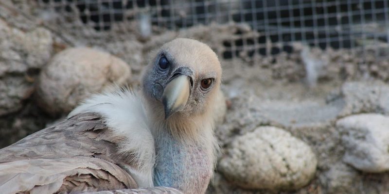 Centro de fauna Kuna Ibérica, ocio y naturaleza para peques 1 Centro de fauna Kuna Ibérica