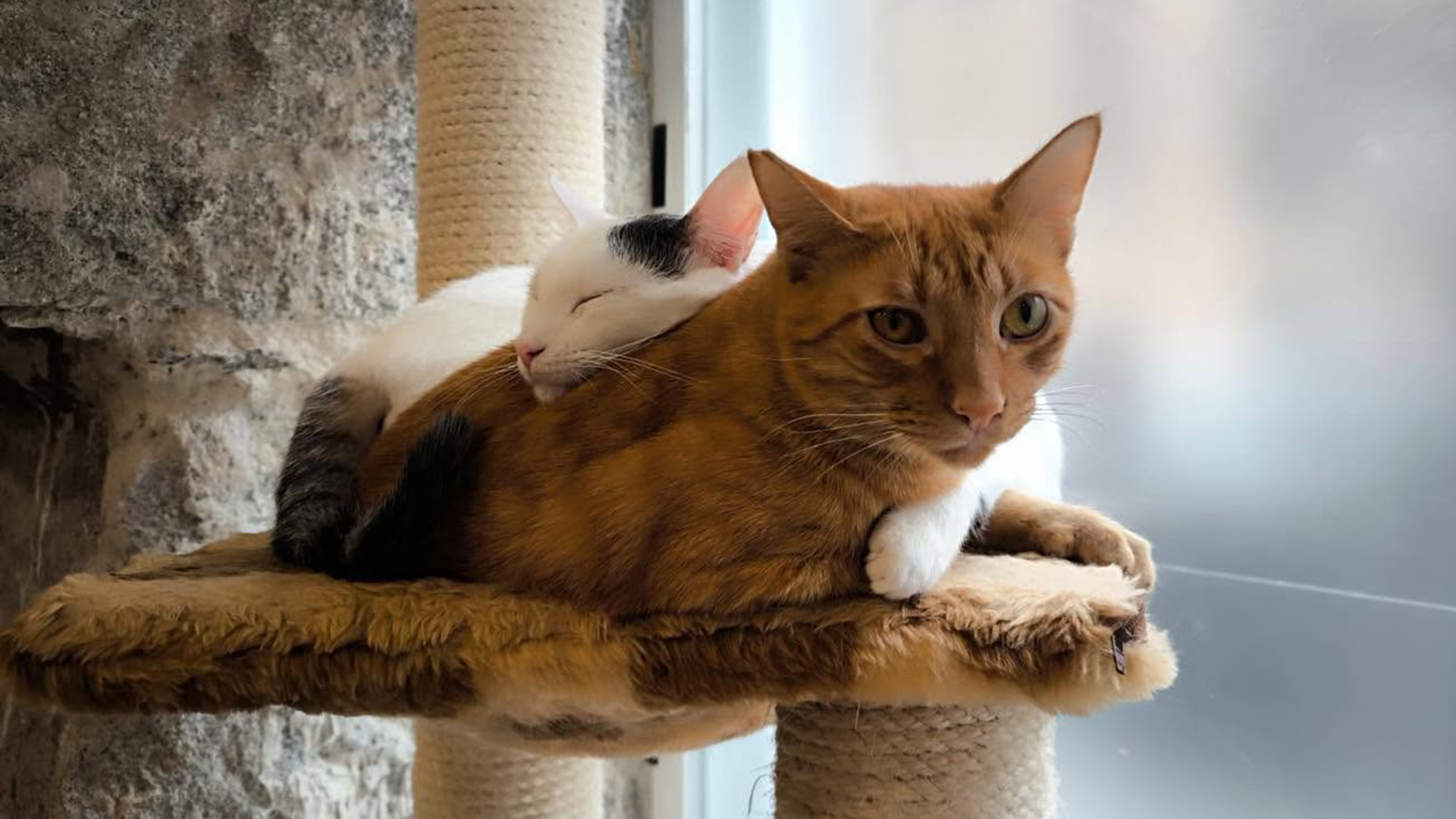 La Gatoteca: el salón de gatos de Madrid para tomar algo mientras juegas, acompañas y ayudas a su comunidad felina 2 La Gatoteca