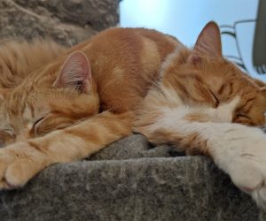 La Gatoteca Café de gatos