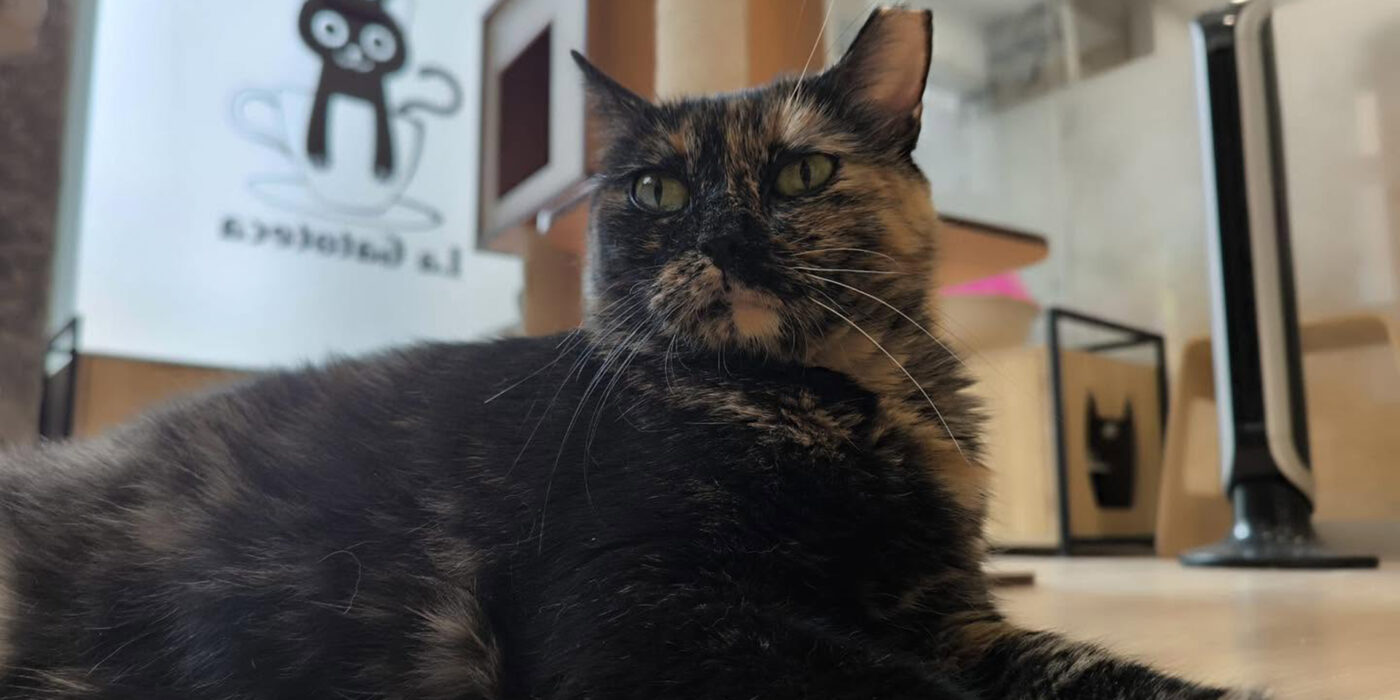 La Gatoteca: el salón de gatos de Madrid para tomar algo mientras juegas, acompañas y ayudas a su comunidad felina