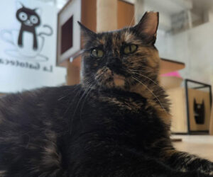 La Gatoteca: el salón de gatos de Madrid para tomar algo mientras juegas, acompañas y ayudas a su comunidad felina