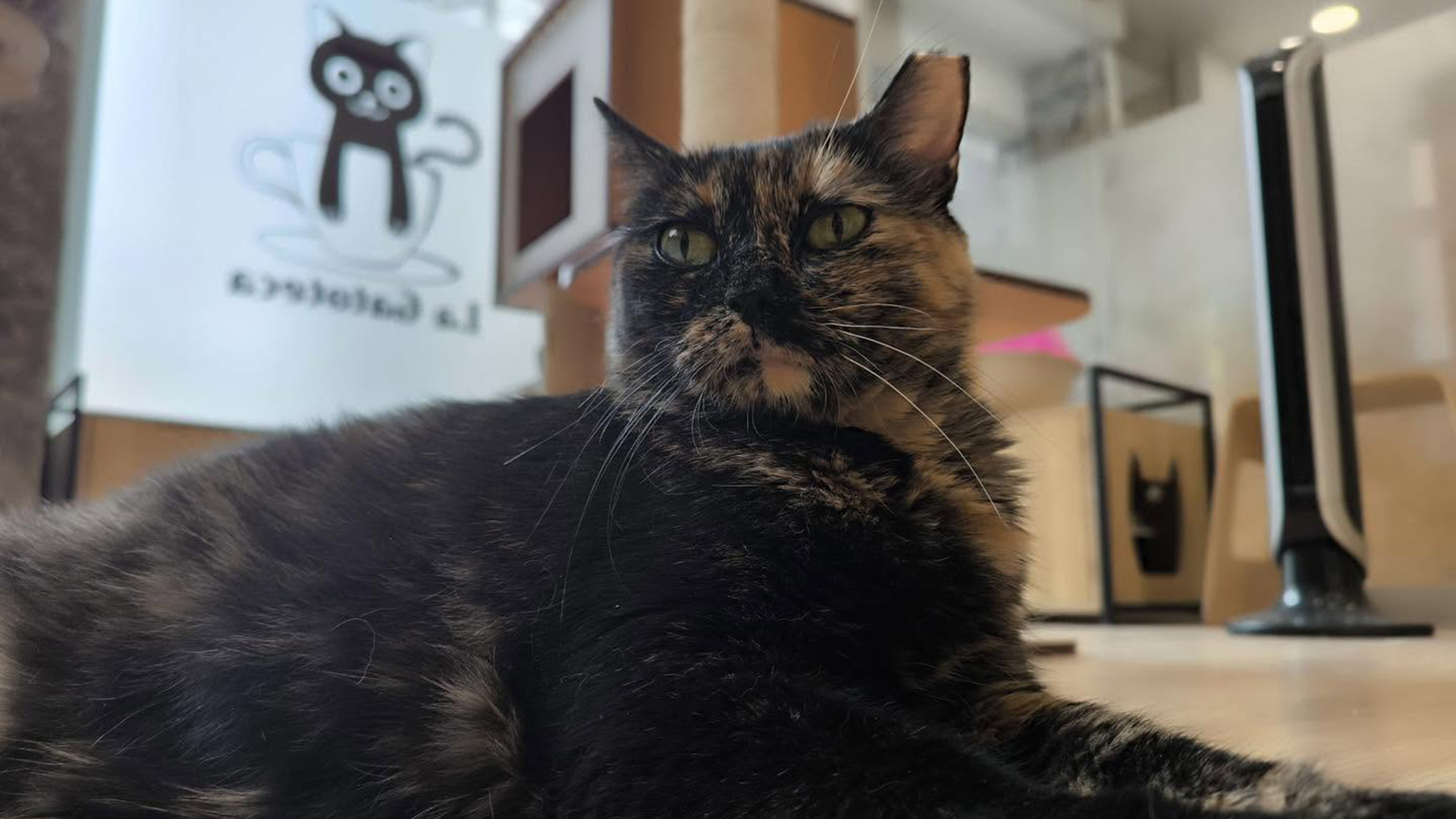 La Gatoteca