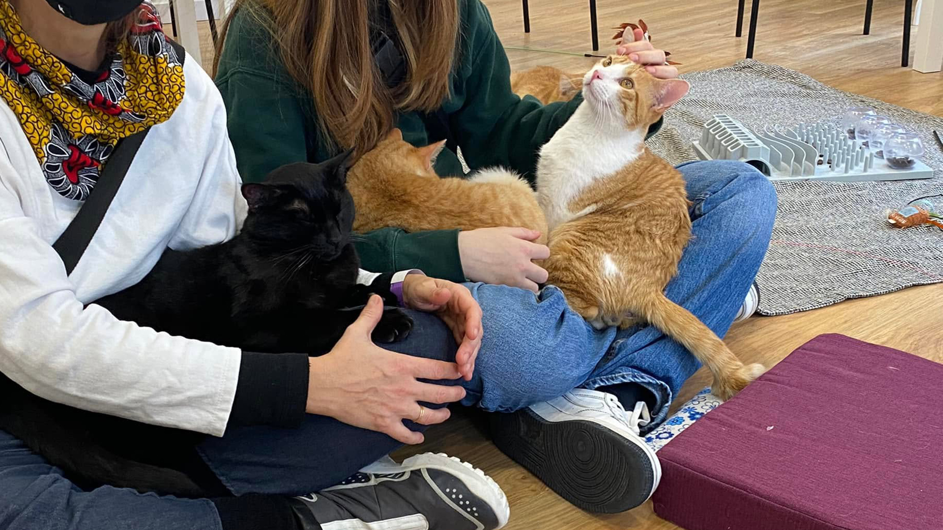 La Gatoteca: el salón de gatos de Madrid para tomar algo mientras juegas, acompañas y ayudas a su comunidad felina 4 La Gatoteca