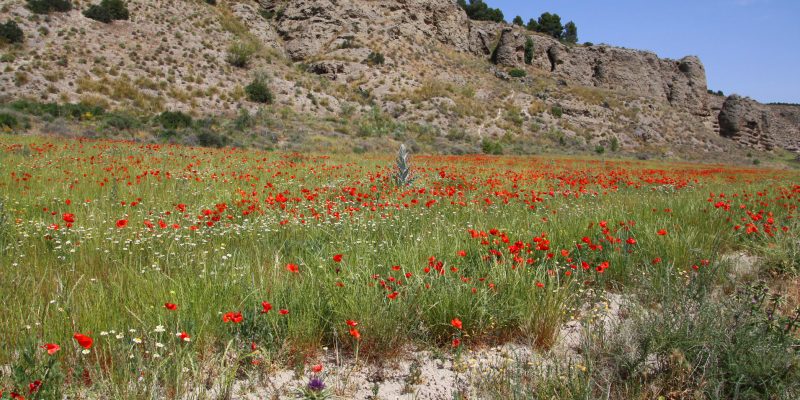 Turismo rural en Madrid: alojamientos, rutas y gastronomía 1 Campo de amapolas