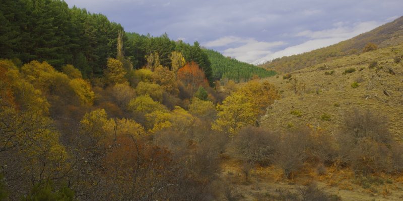 Turismo rural en Madrid: alojamientos, rutas y gastronomía 3 Hayedo Montejo