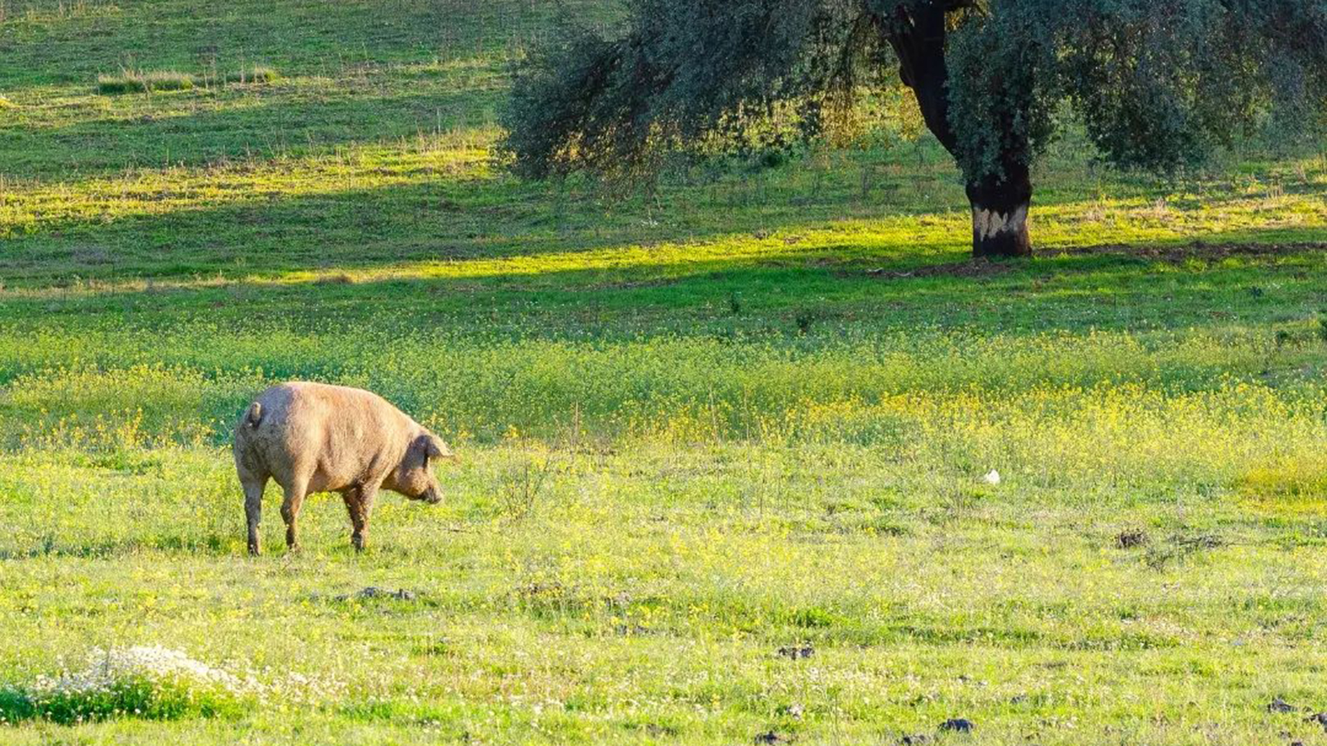 Buen Jamón en Madrid: Es posible y te explicamos cómo y dónde 3 Buen Jamón en Madrid