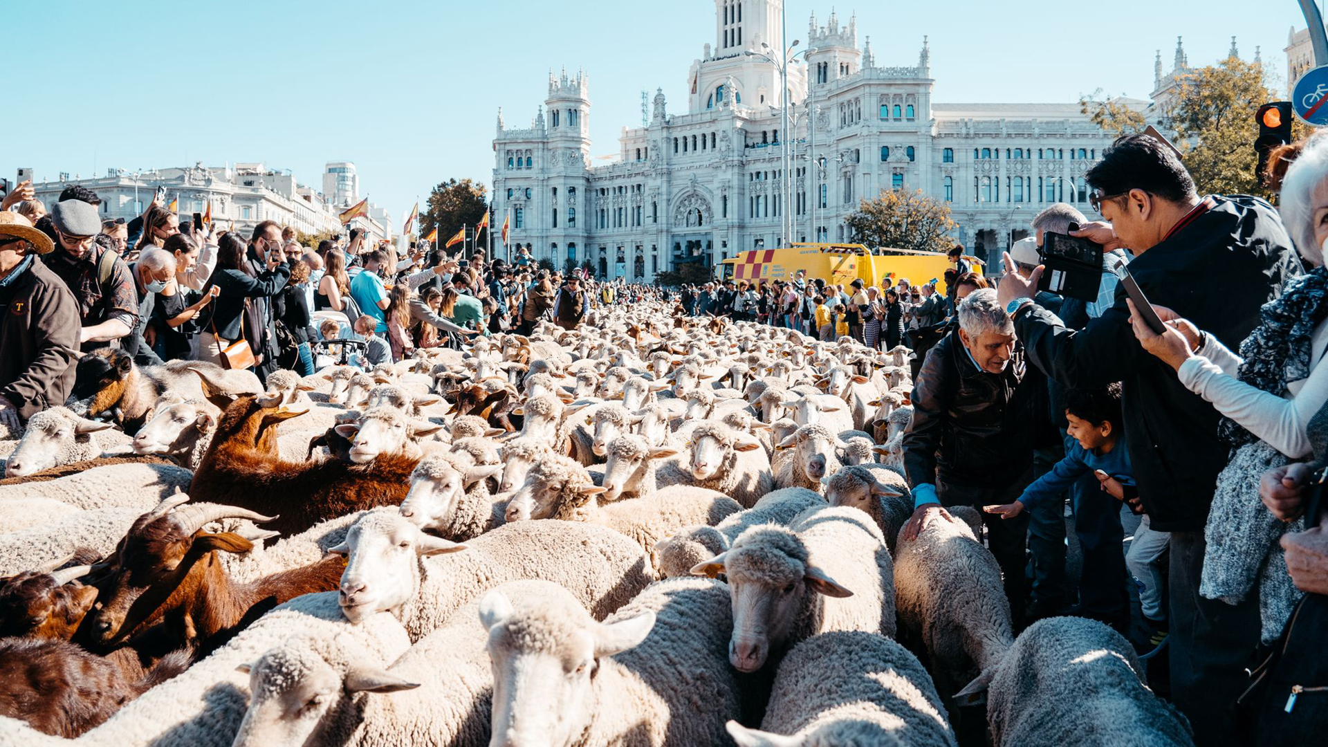 Fiesta de la Trashumancia 2024: las ovejas se pasean por Madrid 1 Fiesta de la Trashumancia 2022 Emilia Picazo