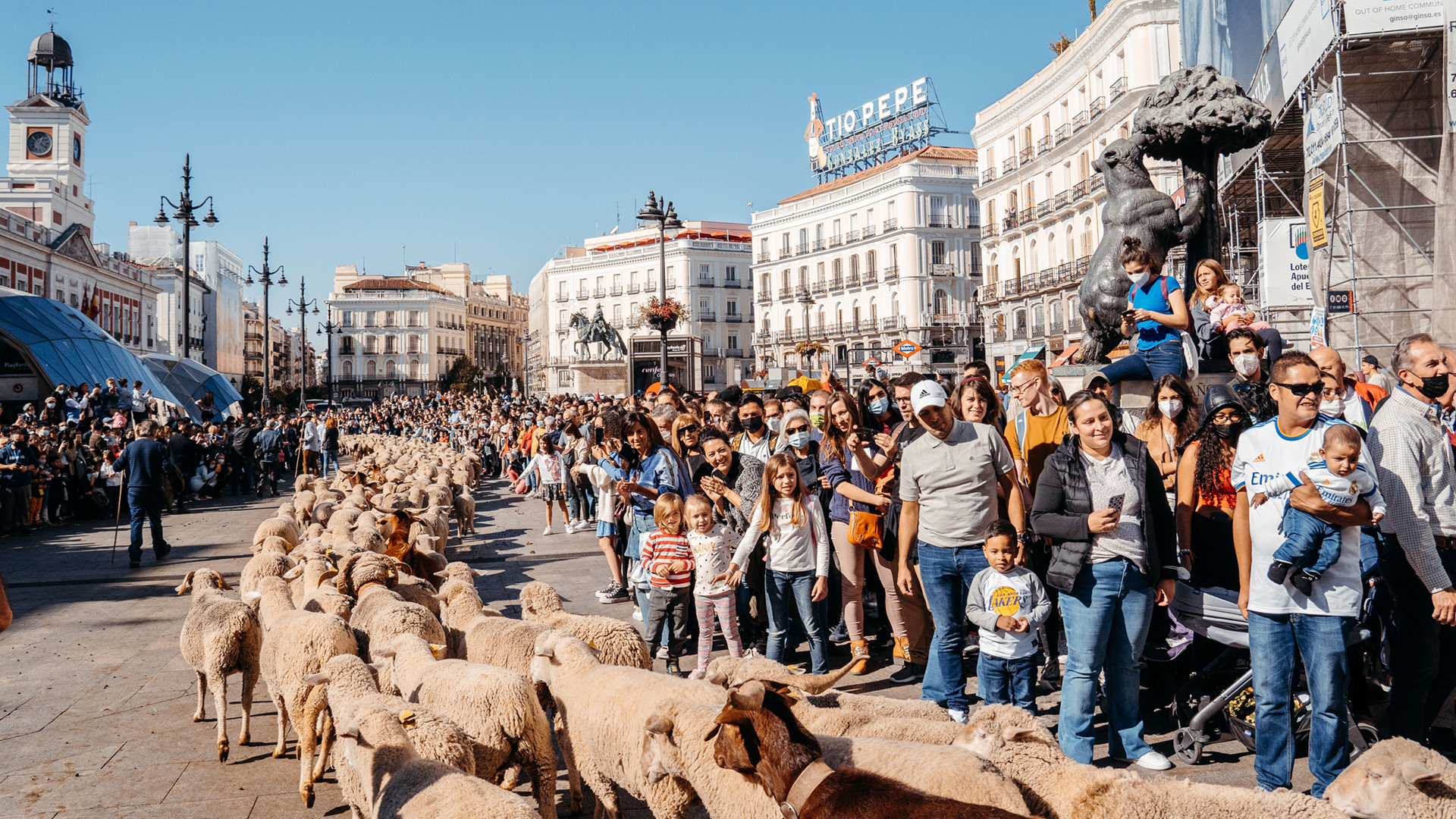 Fiesta de la Trashumancia 2024: las ovejas se pasean por Madrid 3 Fiesta de la Trashumancia 2022 Emilia Picazo