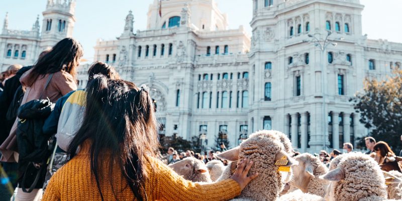 La Fiesta de la Trashumancia: miles de ovejas y cabras de paseo por el centro de Madrid