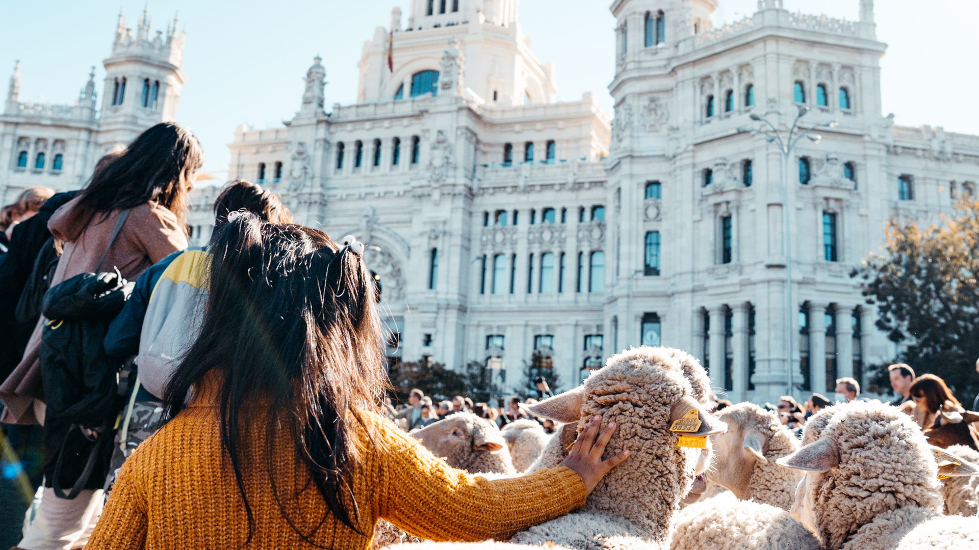 Fiesta de la Trashumancia 2024: las ovejas se pasean por Madrid 2 Fiesta de la Trashumancia 2022 Emilia Picazo