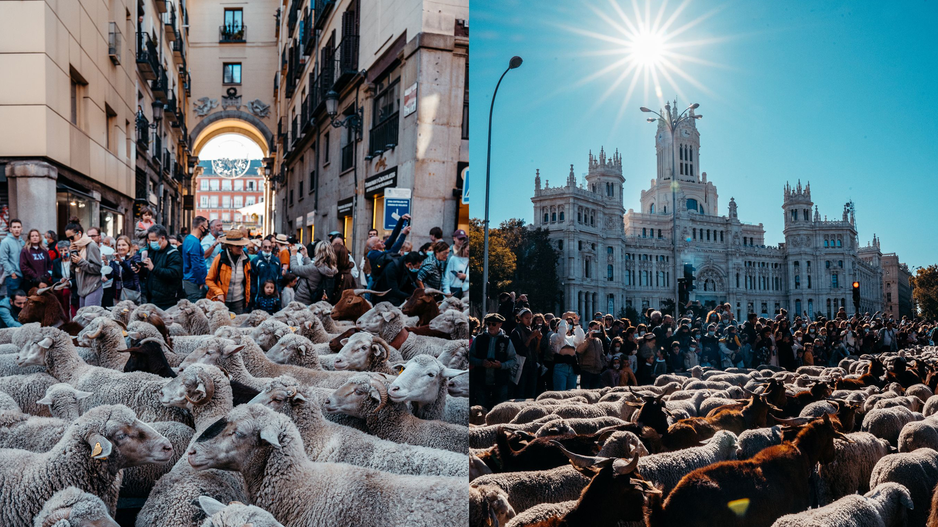 Fiesta de la Trashumancia 2024: las ovejas se pasean por Madrid 4 Fiesta de la Trashumancia 2022 Emilia Picazo